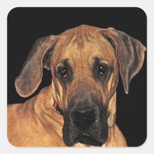 Stickers Chien Danois