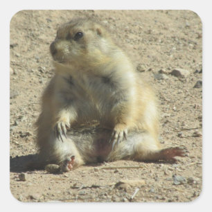 Stickers chien des Prairies