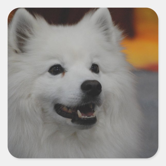 Stickers Chien Esquimau Américain (Devant)