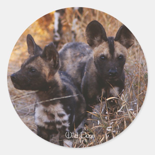 Stickers Chiens sauvages (Devant)