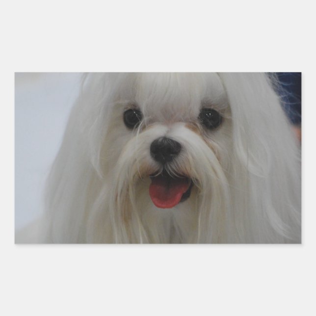 Stickers Chiot Maltais (Devant)