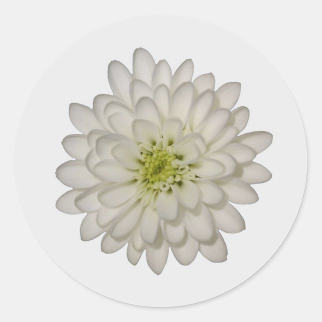 Stickers Chrysanthème blanc (Devant)