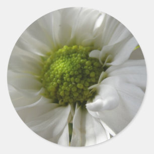 Stickers Chrysanthème blanc