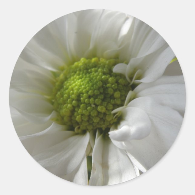 Stickers Chrysanthème blanc (Devant)