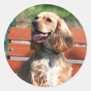 stickers Cocker Spaniel