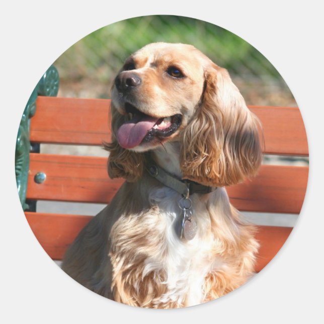 stickers Cocker Spaniel (Devant)