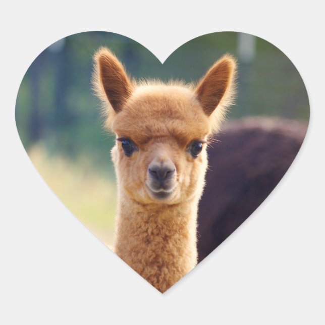 Stickers Coeur Alpaca (Devant)