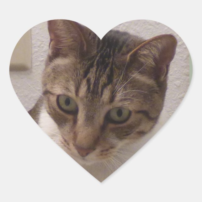 Stickers Coeur Tabby Brown (Devant)