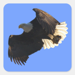Stickers Collection vol II de l'aigle chauve