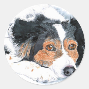 Stickers Collie Mattie Bordure
