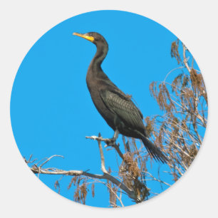 Stickers Cormorant à double crête