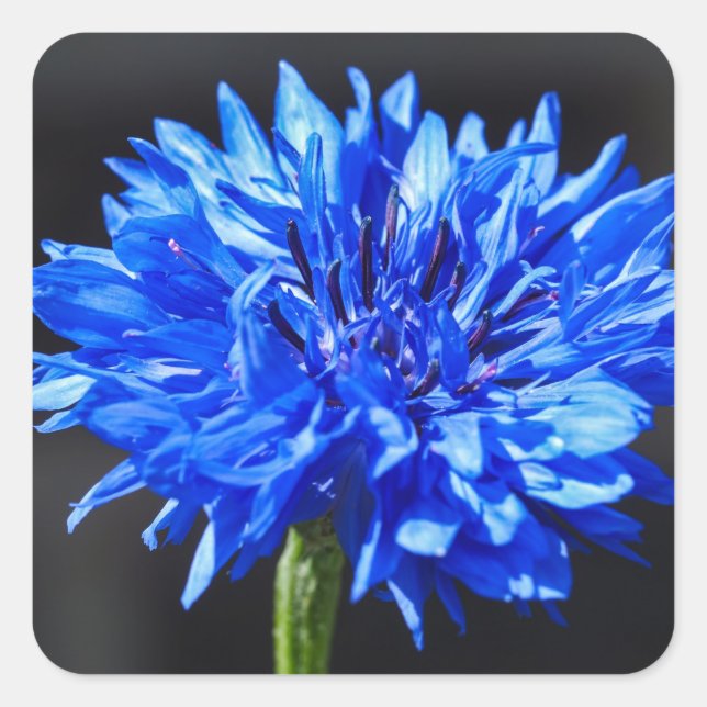 Stickers Cornflower bleu (Devant)