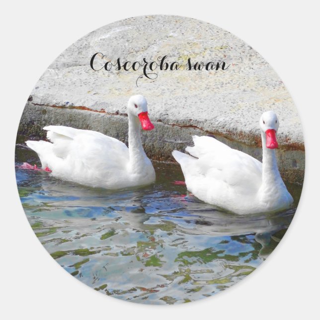 Stickers Coscoroba Swan #1 (Devant)