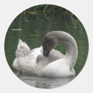 Stickers Cygne couché