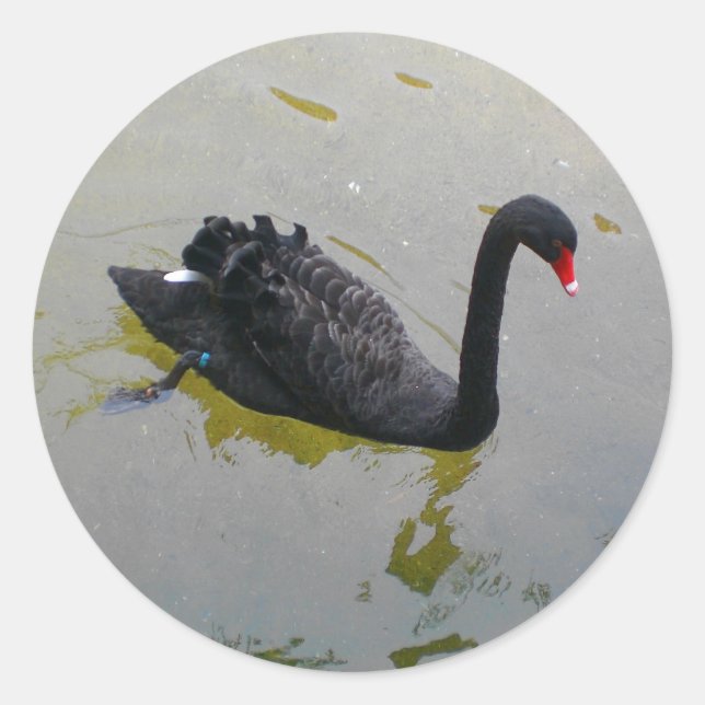 Stickers cygne noir (Devant)