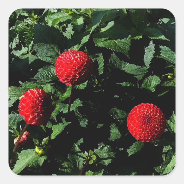 Stickers Dahlia Irish Glow #1 (Devant)