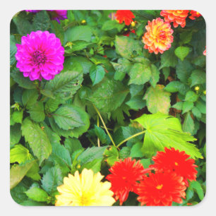 Stickers Dahlias #1-1