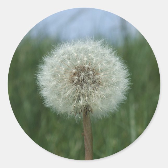 Stickers Dandelion (Devant)