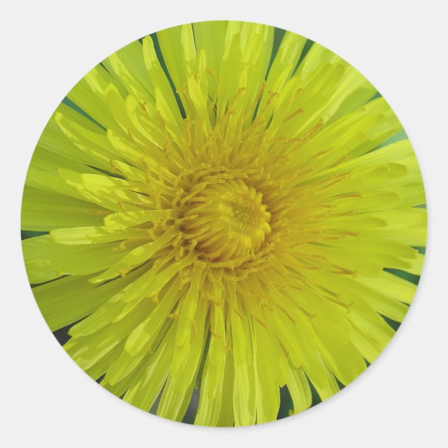 Stickers - Dandelion (Devant)