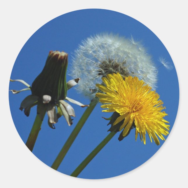 stickers Dandelion (Devant)
