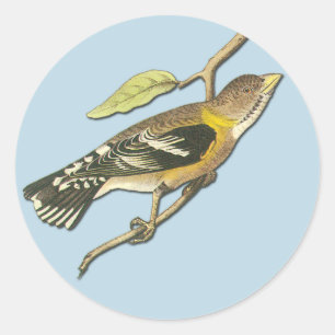 Stickers d'art ornithologique du Grosbeak du soir 