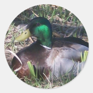 Stickers de canard mâle Mallard