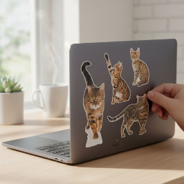 Stickers de chats du Bengale