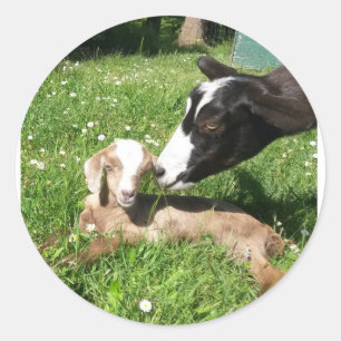 Stickers de chèvre série 6