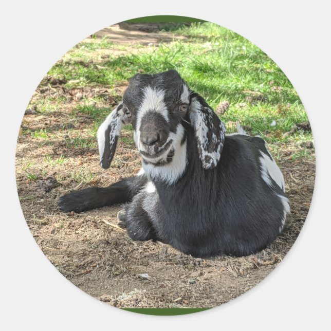 Stickers de chèvre série 6 (Devant)