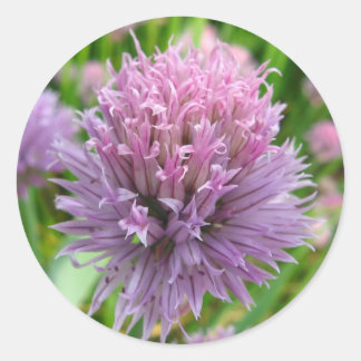 Stickers de ciboulette en fleurs
