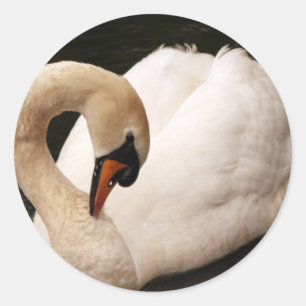 Stickers de cygne gracieux