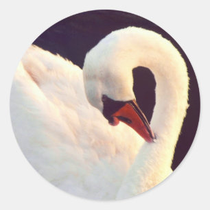 Stickers de cygne muet
