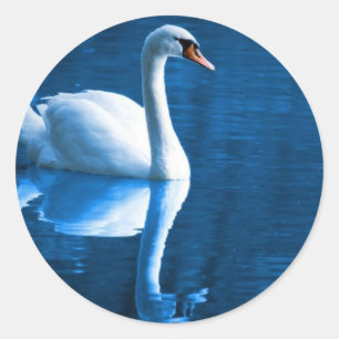 Stickers de cygne muet