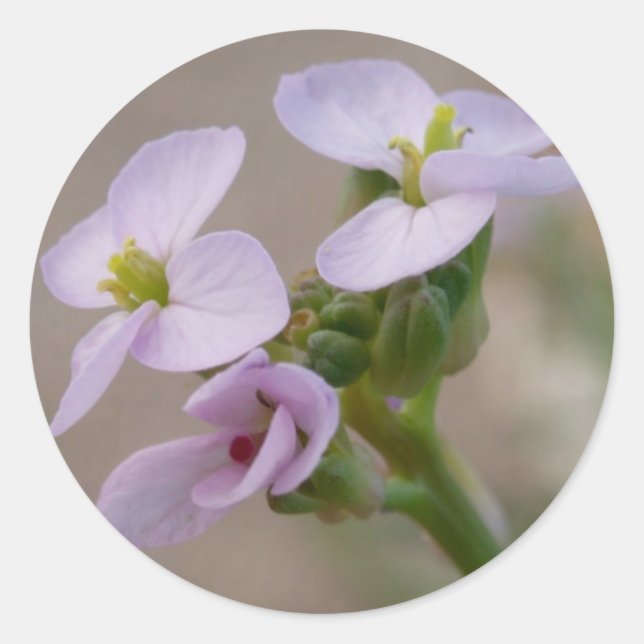 Stickers de fleurs violettes (Devant)