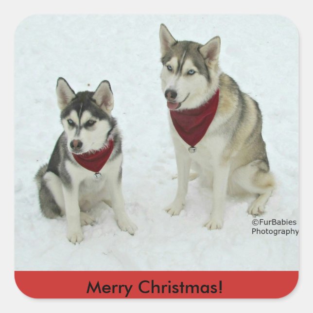 stickers de Noël Husky Sibérien (Devant)