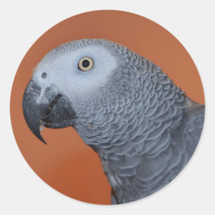 Stickers de perroquet gris africain