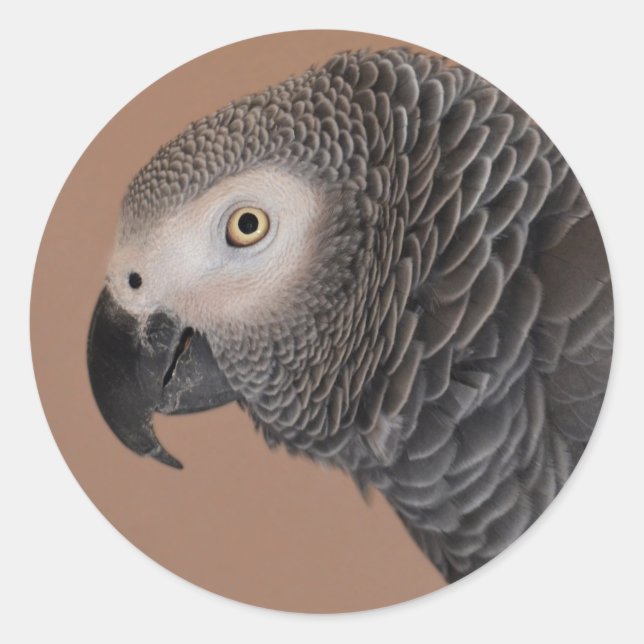 Stickers de perroquet gris africain (Devant)