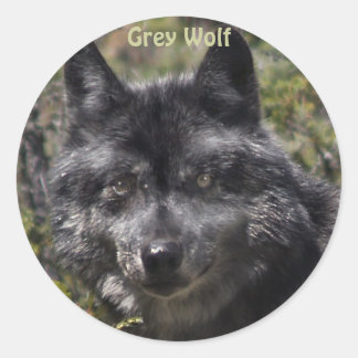 Stickers de soutien à la faune GRAY WOLF