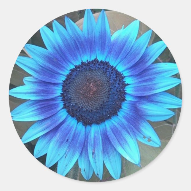 Stickers de tournesol bleu (Devant)