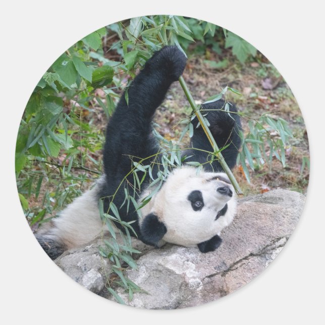 Stickers Déjeuner Géant Panda (Devant)