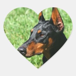 stickers Doberman Pinscher