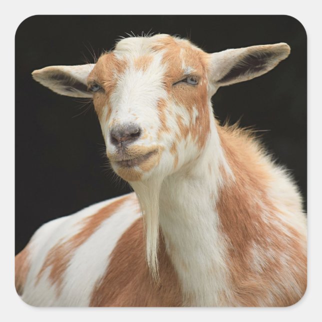 Stickers Dottie (Devant)