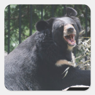 Stickers d'ours en croissance