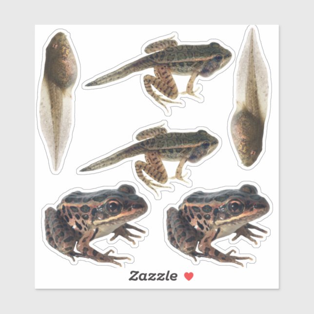 Stickers du cycle de vie de la grenouille (Feuille)