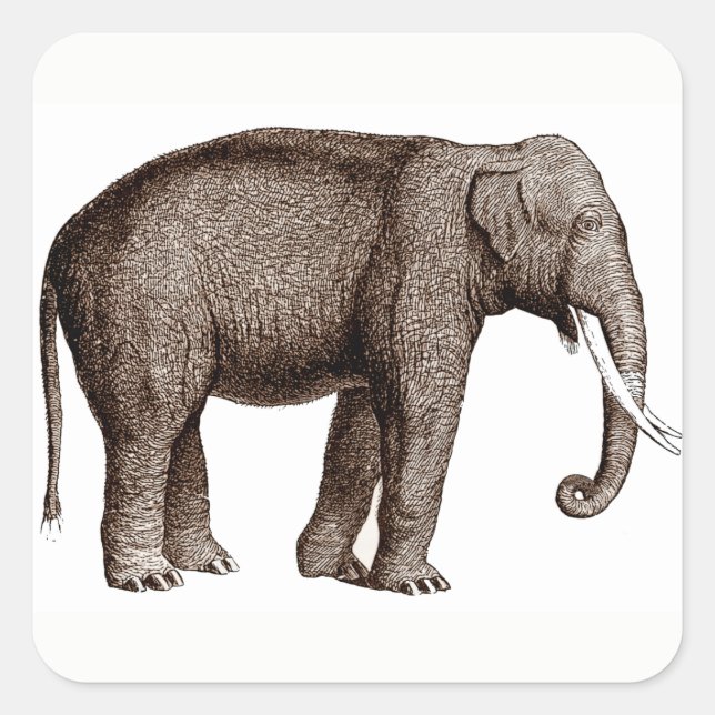 Stickers Eléphants Asiatiques (Devant)