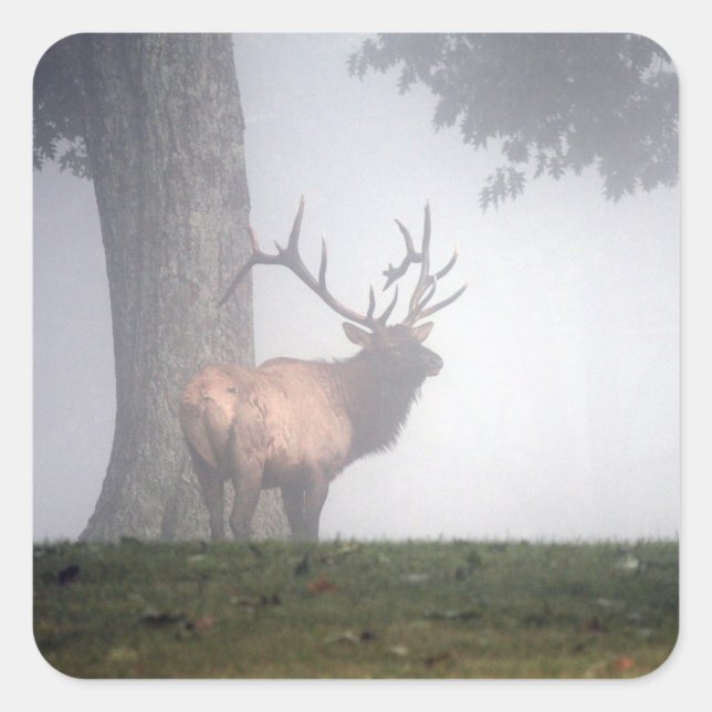 Stickers Elk (Devant)