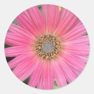 Stickers Enveloppe Gerbera Rose