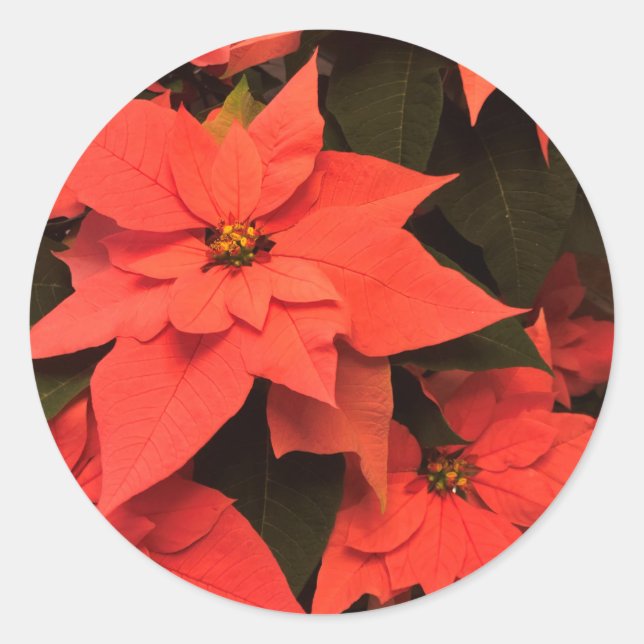 Stickers Enveloppe Rouge Poinsettia pour Noël (Devant)