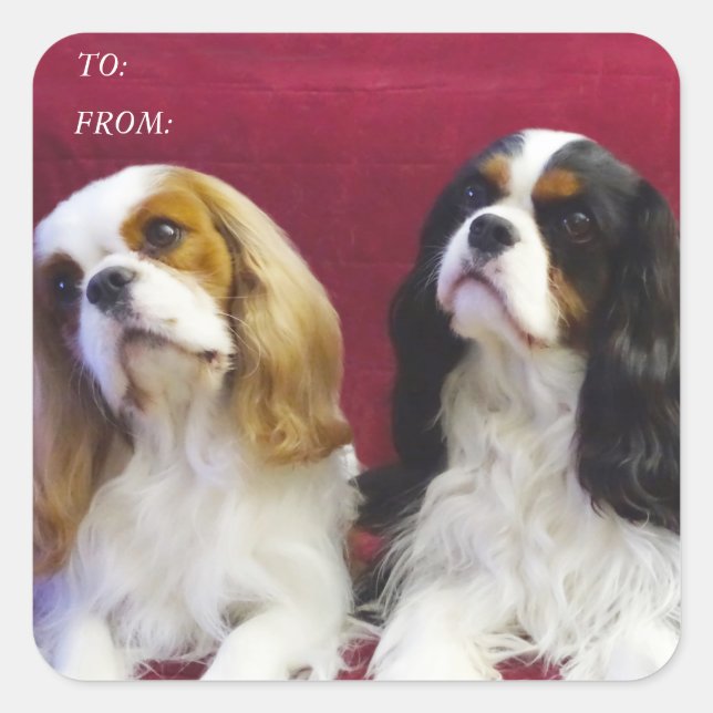 Stickers étiquette cadeau Cavalier Spaniels (Devant)