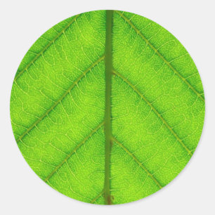 Stickers Feuille verte